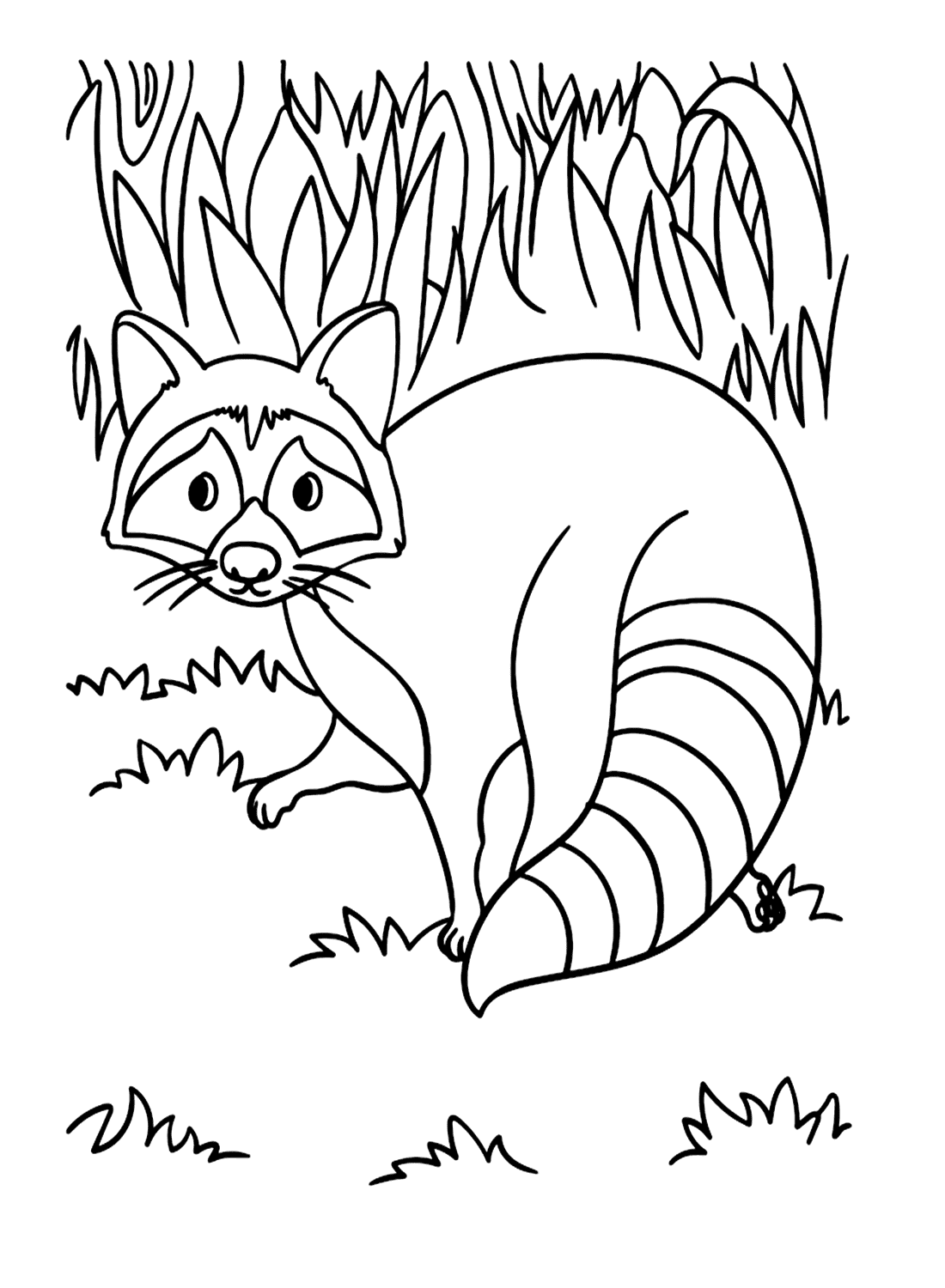 Vaskebjørn på græsset Tegninger til Farvelægning