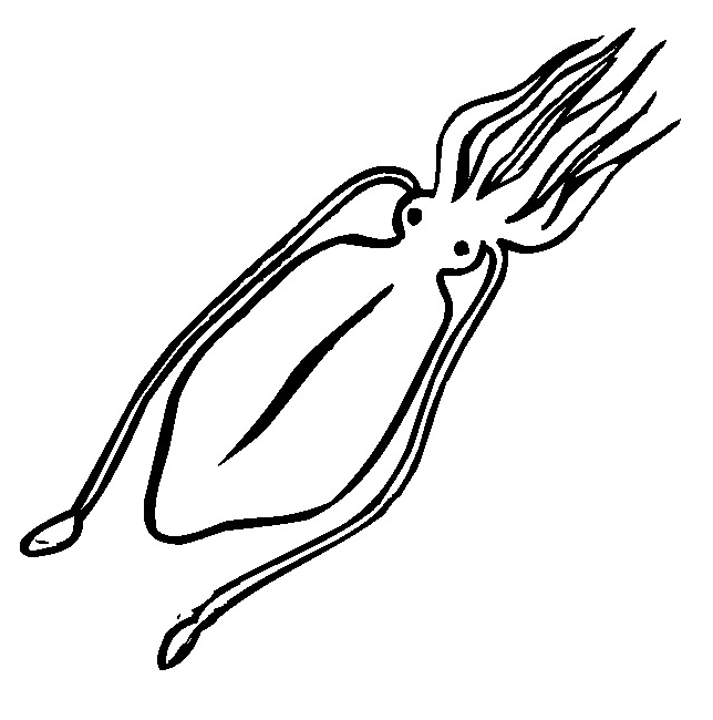 Blæksprutte Bløddyr Tegninger til Farvelægning