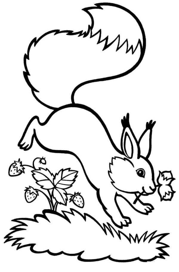 Egern med jordbærtræ Tegninger til Farvelægning