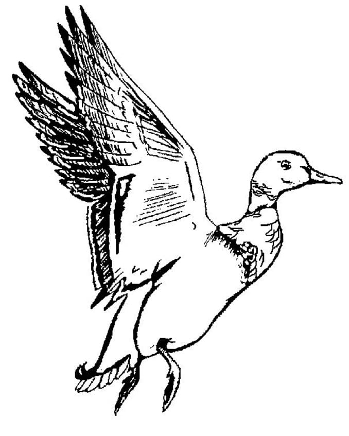 En and flyver Tegninger til Farvelægning