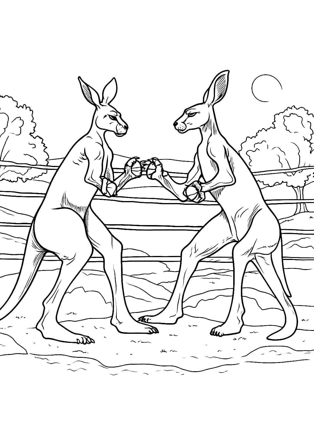 Kængurukamp Tegninger til Farvelægning