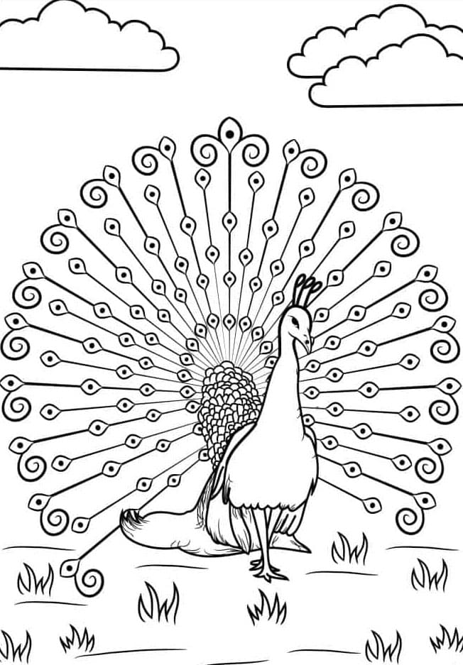 Majestætisk påfugl viser fjer frem Tegninger til Farvelægning