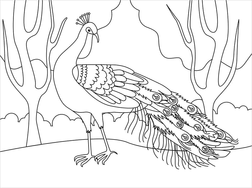 Påfugl gratis Tegninger til Farvelægning