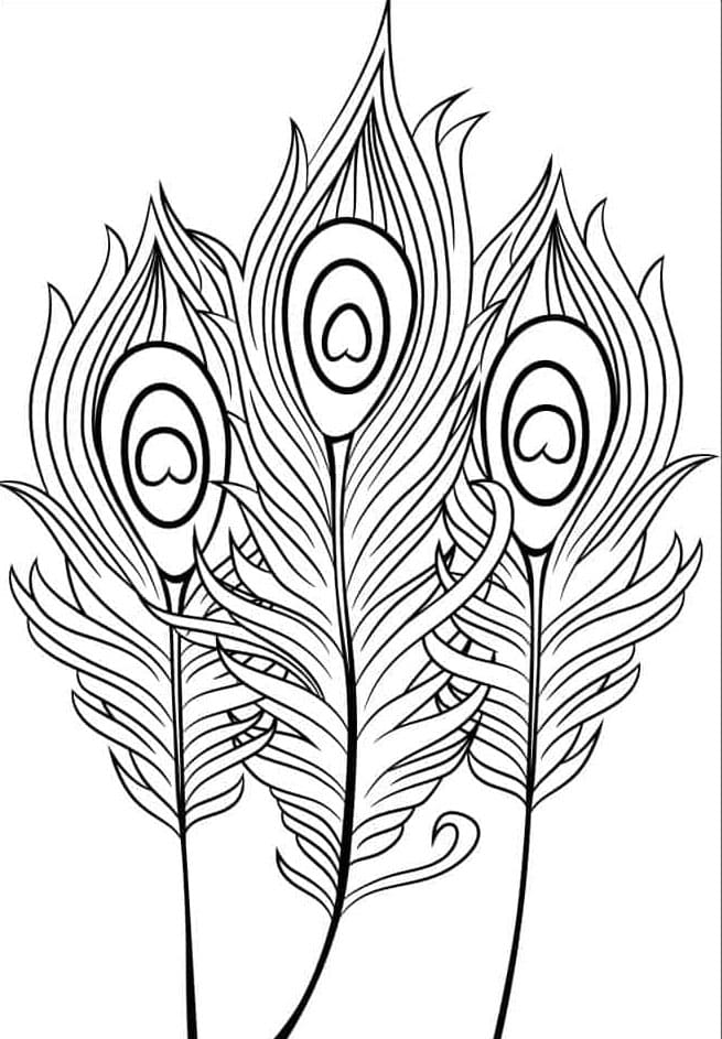 Påfuglefuglefjer Tegninger til Farvelægning