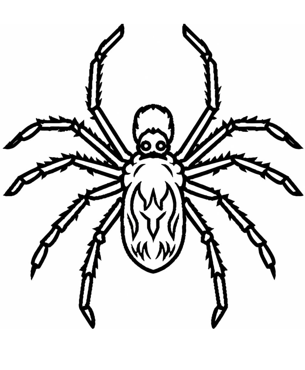 Edderkop dejlig Tegninger til Farvelægning