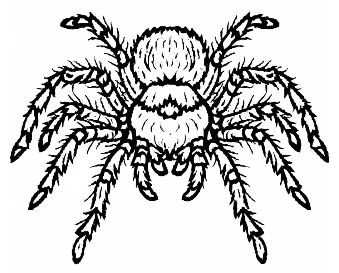 Gratis tegning af taranteledderkop Tegninger til Farvelægning