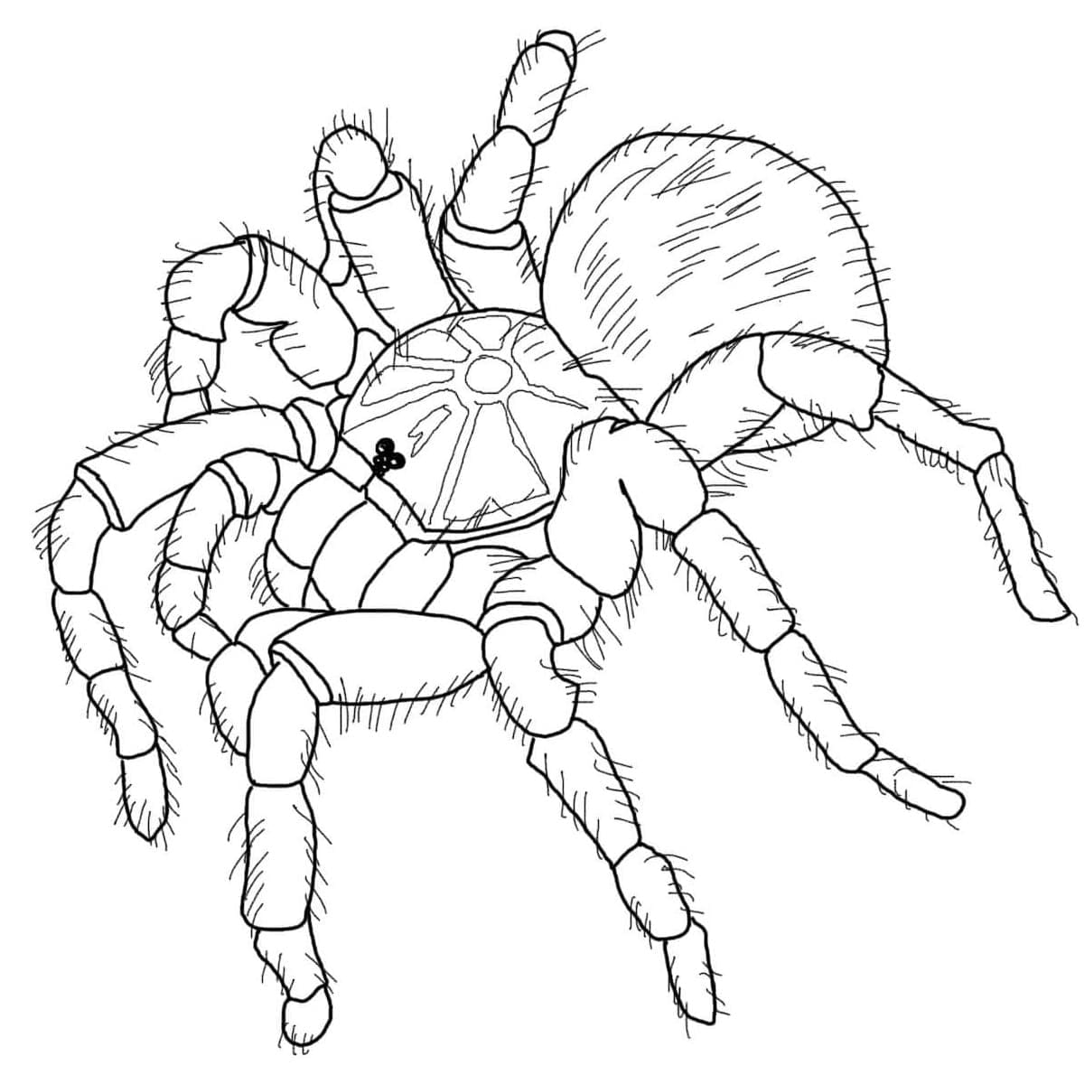 Tarantula-edderkop gratis Tegninger til Farvelægning