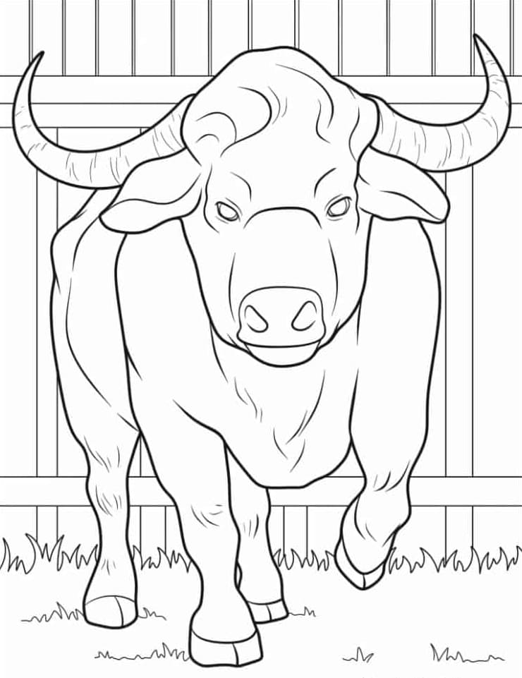 Forfra set af den store tyr Tegninger til Farvelægning