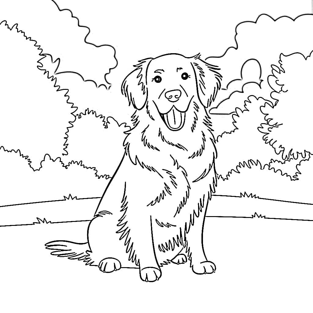 Normal Golden Retriever Tegninger til Farvelægning