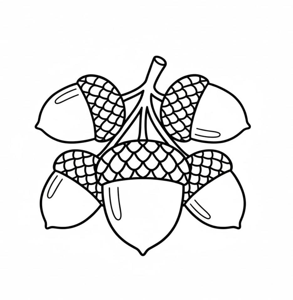 Agern Klynge Tegninger til Farvelægning