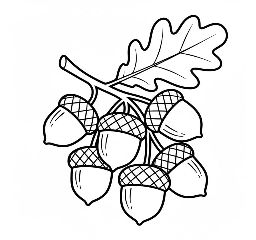 Agern På Gren Tegninger til Farvelægning