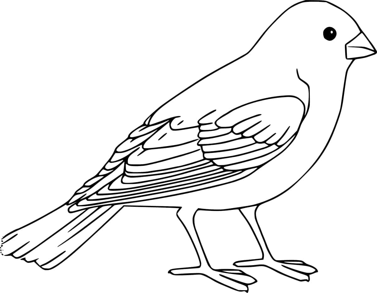 En rødhals Tegninger til Farvelægning