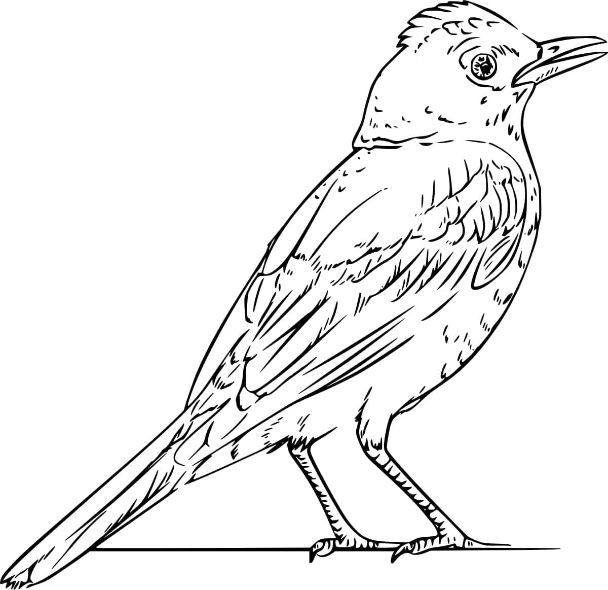 Printbar Rødhals Tegninger til Farvelægning