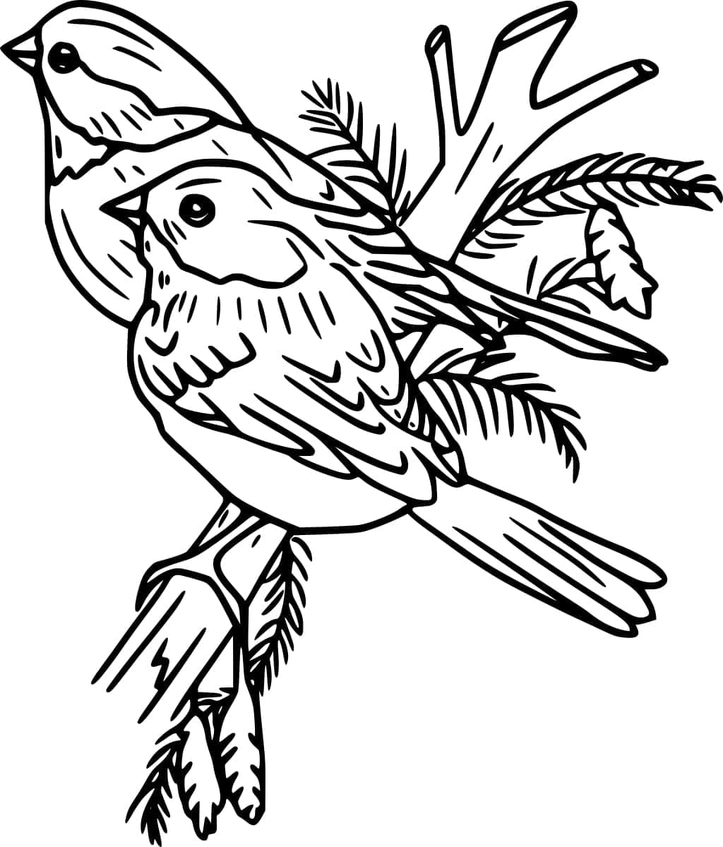 Rødhals dejlig Tegninger til Farvelægning