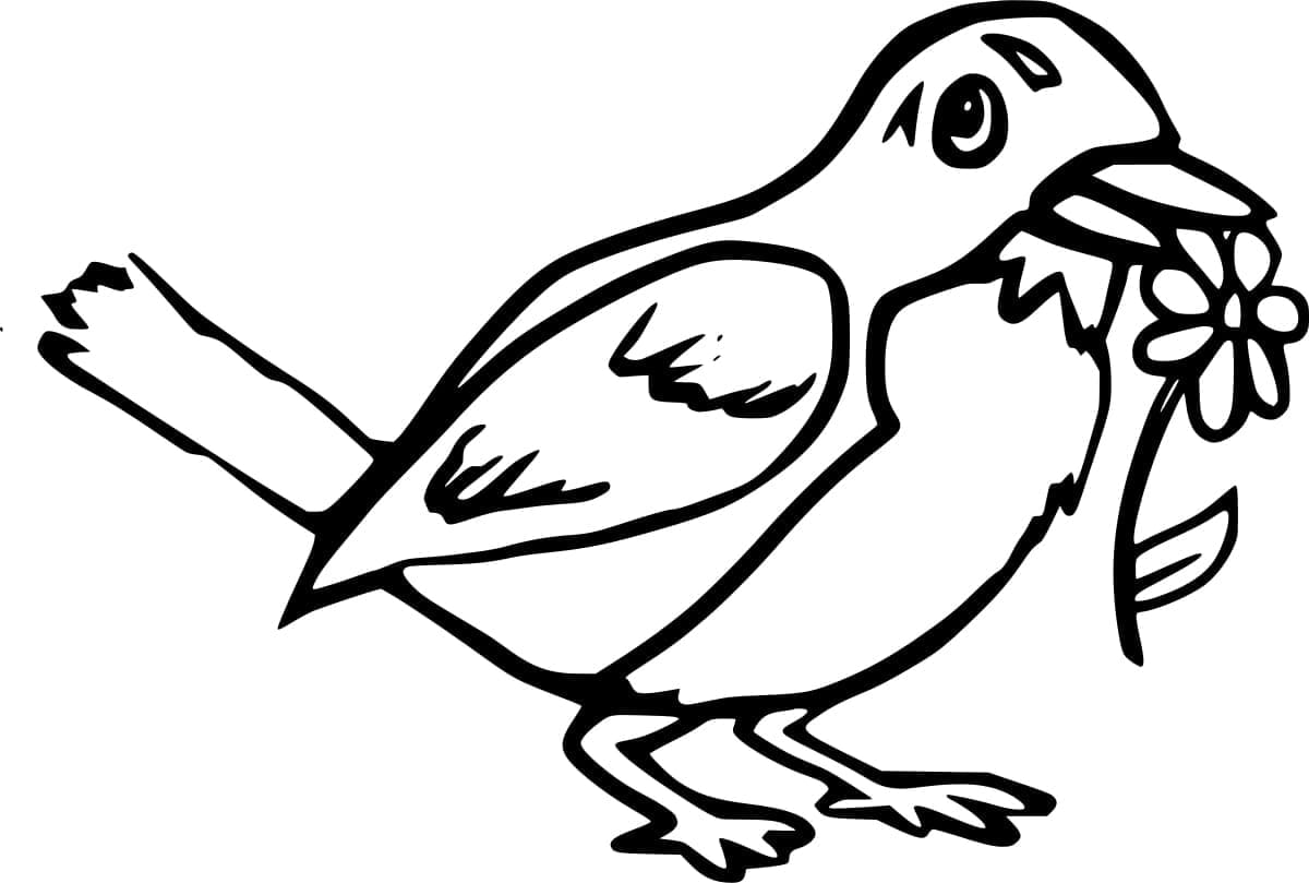 Rødhals med blomst Tegninger til Farvelægning