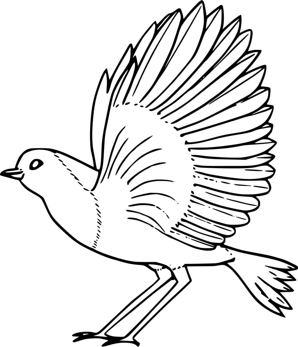 Smuk Rødhals Tegninger til Farvelægning