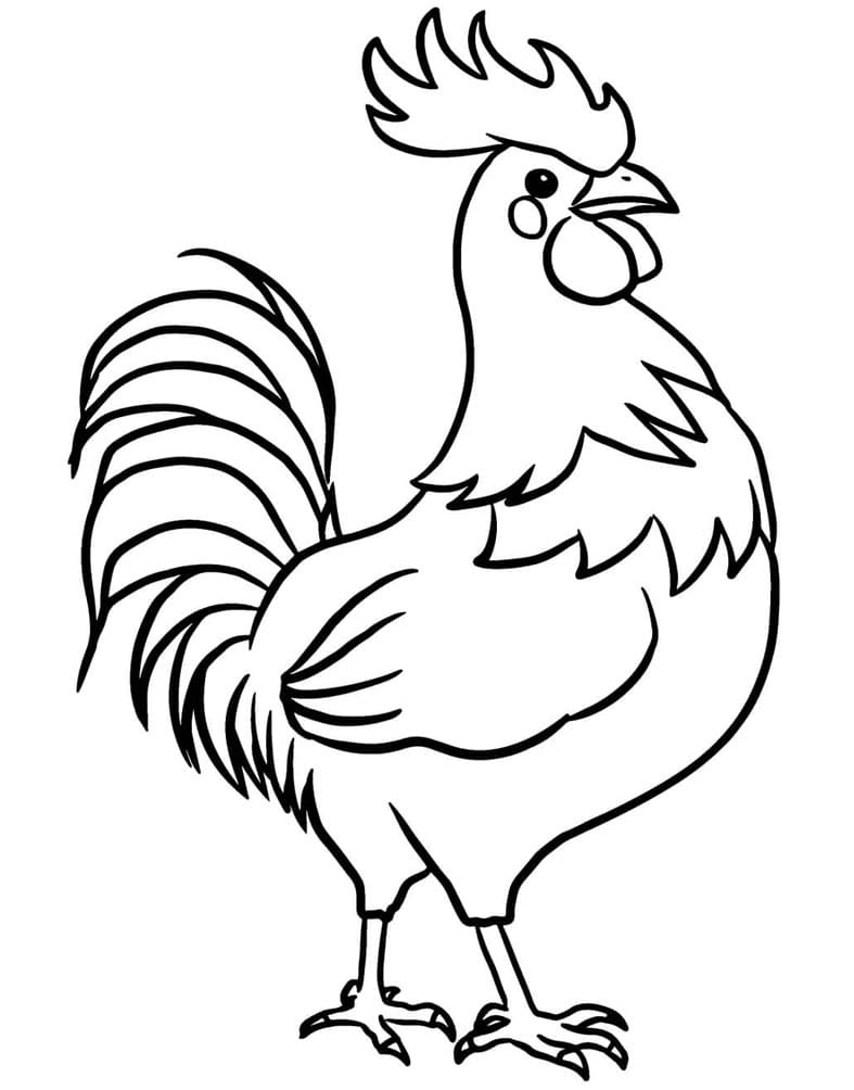 Majestætisk hane Tegninger til Farvelægning