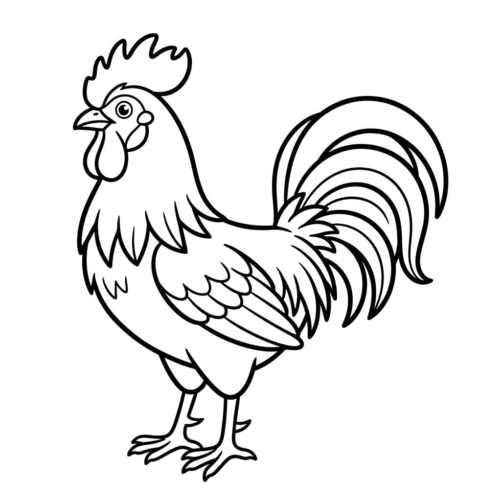 Ung hane Tegninger til Farvelægning