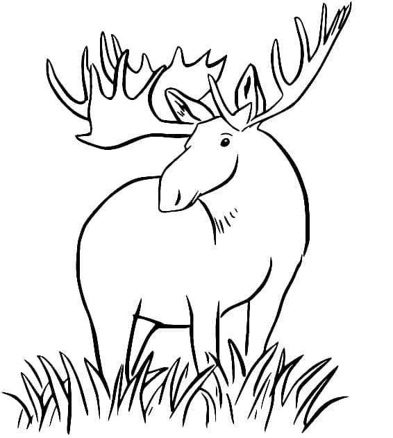 En elg på græs Tegninger til Farvelægning
