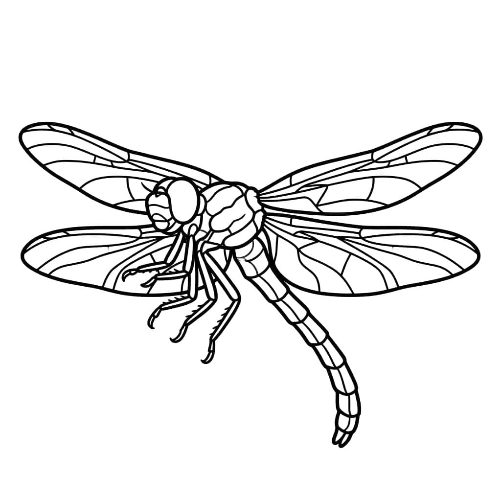 Flyvende Guldsmed Tegninger til Farvelægning