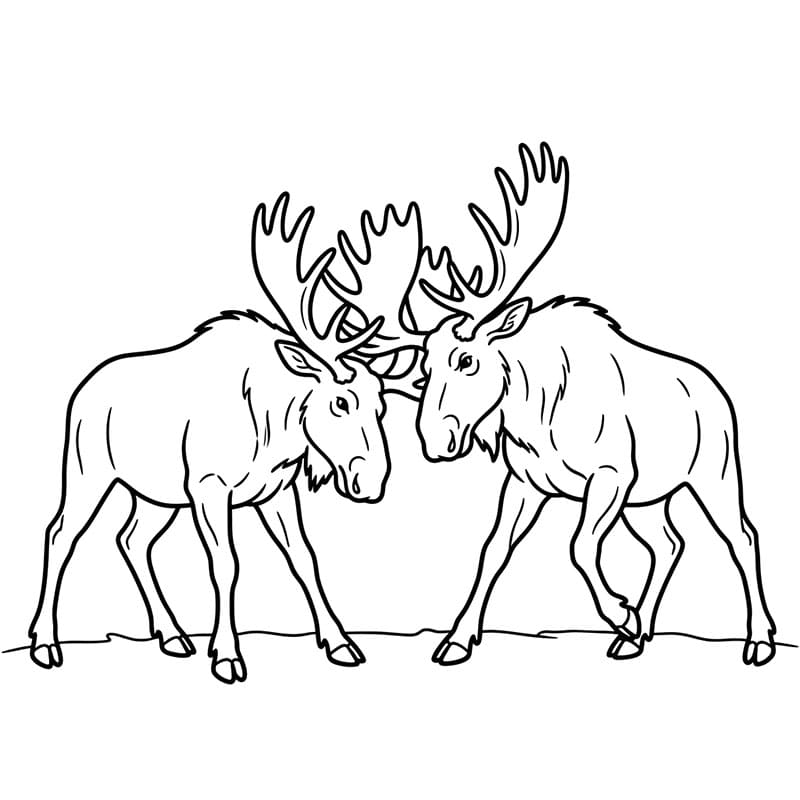 Kæmpende elge Tegninger til Farvelægning