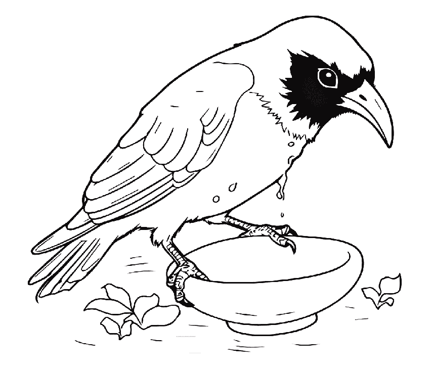 Krage kigger Tegninger til Farvelægning