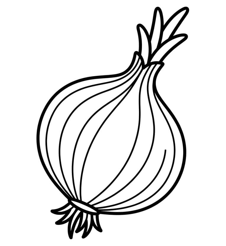 Langhalset Løg Tegninger til Farvelægning
