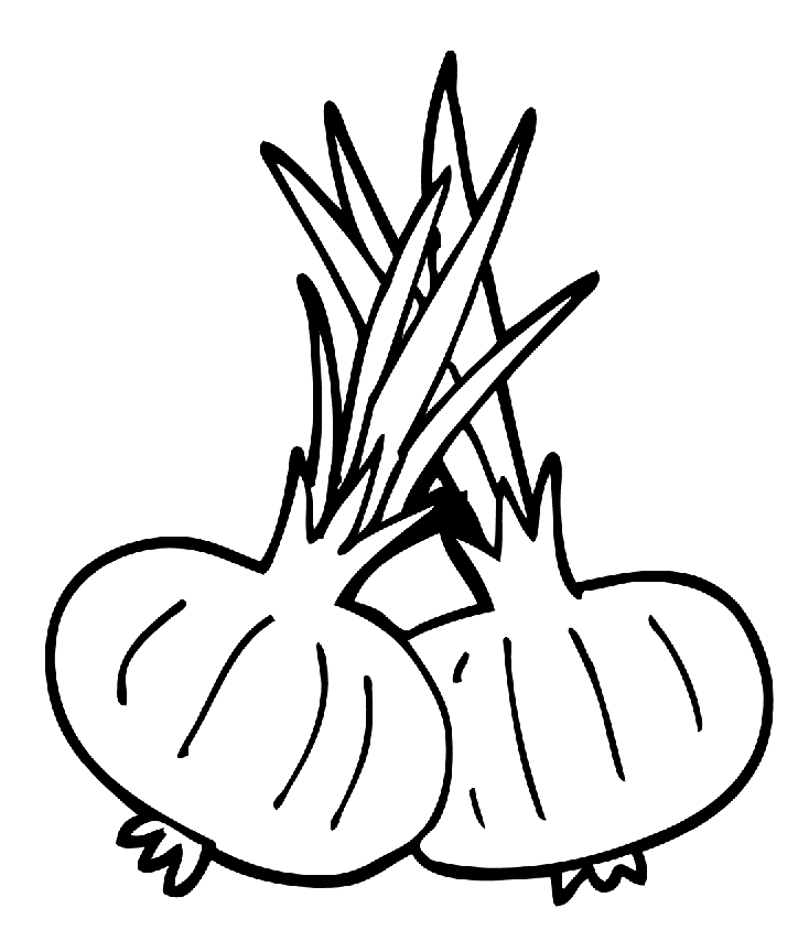 Løg med spirer Tegninger til Farvelægning