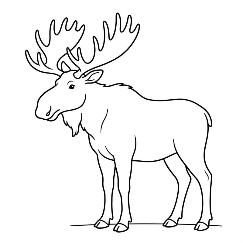 Elg Tegninger til Farvelægning