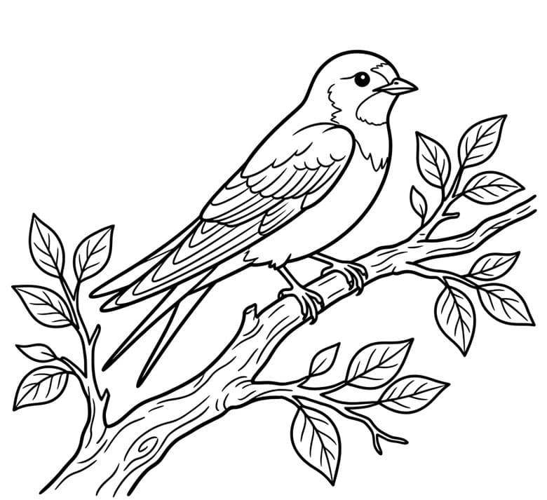 Svale på gren Tegninger til Farvelægning