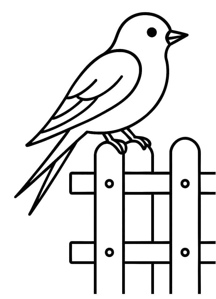 Svale på hegn Tegninger til Farvelægning