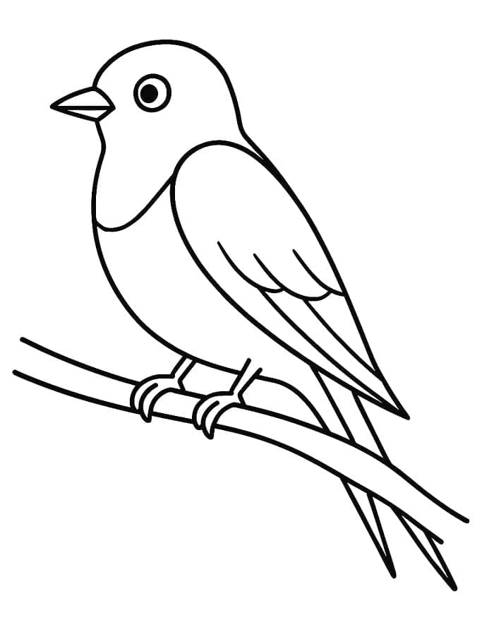 Svalefugl Tegninger til Farvelægning