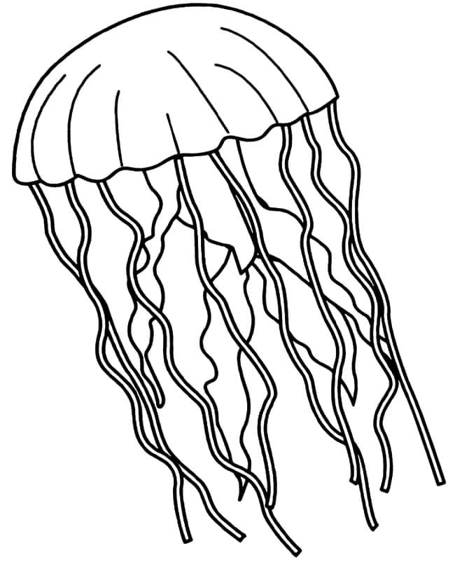 Tegning af vandmænd Tegninger til Farvelægning