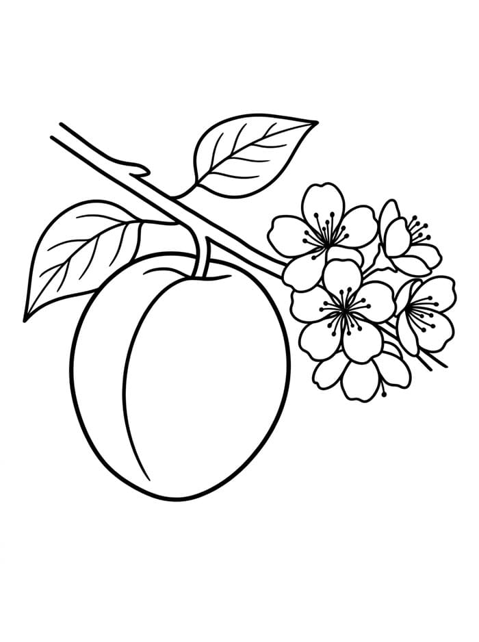 Abrikos og blomst Tegninger til Farvelægning