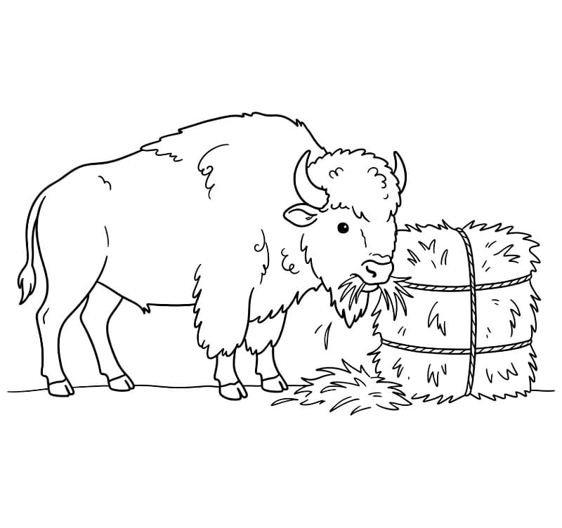 Bison og hø Tegninger til Farvelægning