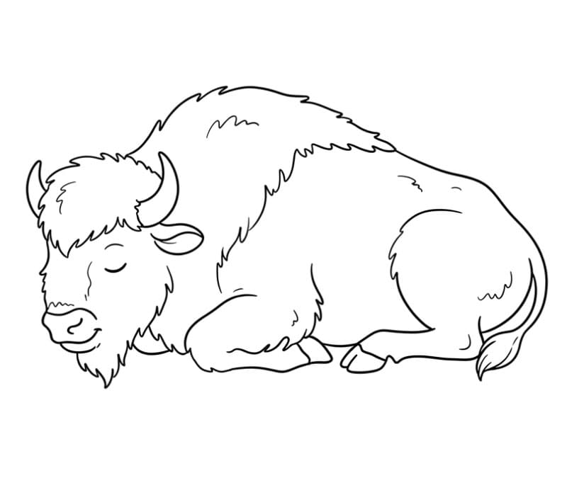 Bison sover Tegninger til Farvelægning