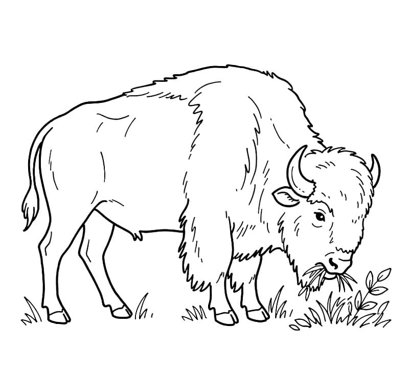 Bison spiser græs Tegninger til Farvelægning