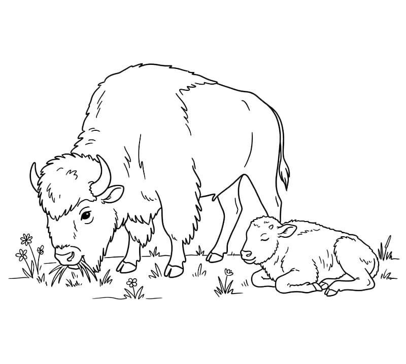 Mor bison spiser og baby Tegninger til Farvelægning