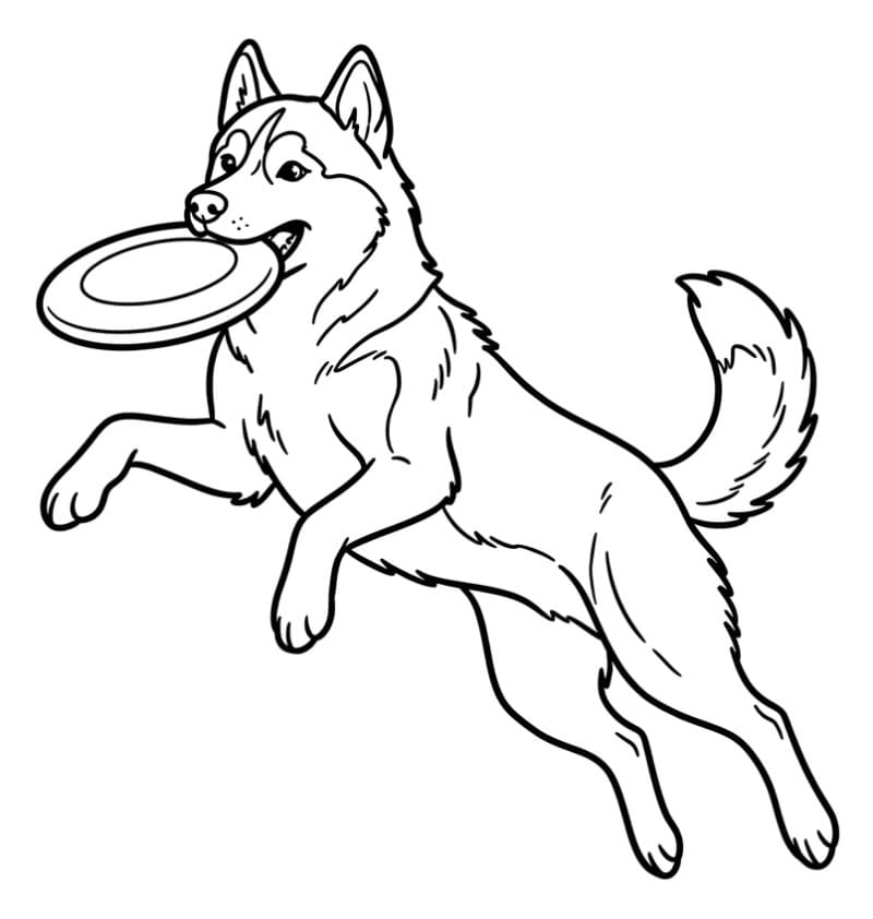 Husky der griber en frisbee Tegninger til Farvelægning