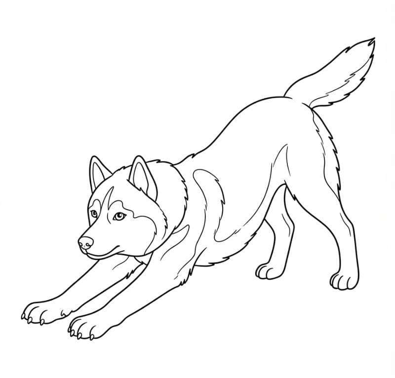 Husky der strækker sig Tegninger til Farvelægning