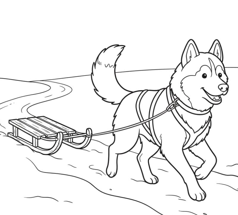 Husky der trækker en slæde Tegninger til Farvelægning