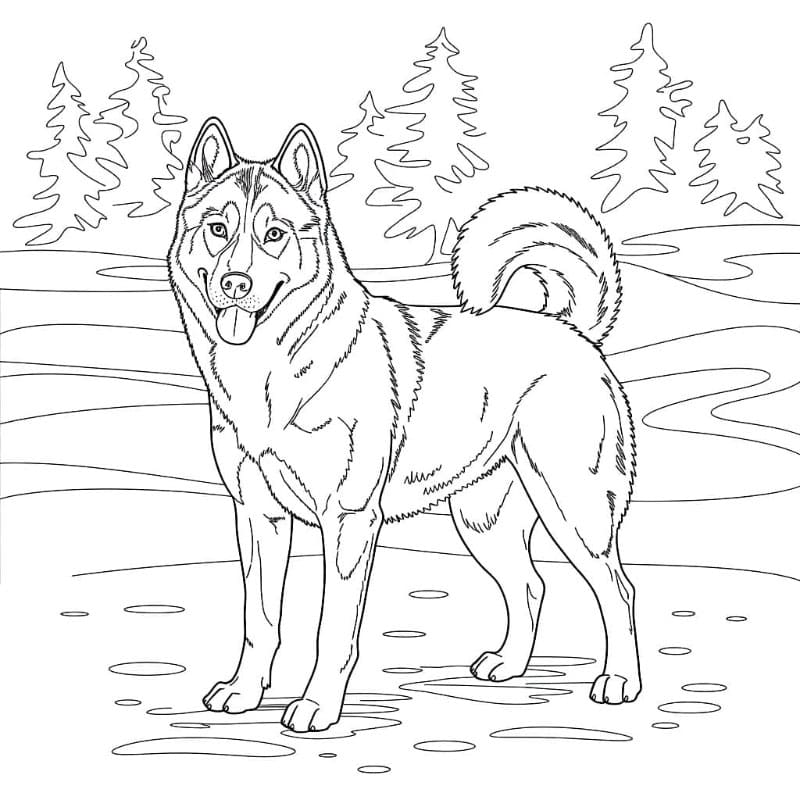 Husky i skoven Tegninger til Farvelægning